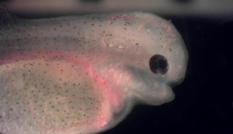 Primera Generación De Peces Eléctricos Brachyhypopomus Gauderio En ...