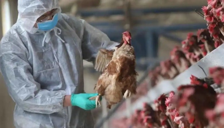 Nuevo brote de gripe aviar.