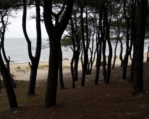 Playa punta yeguas