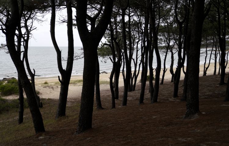 Playa punta yeguas
