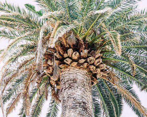 Palmera