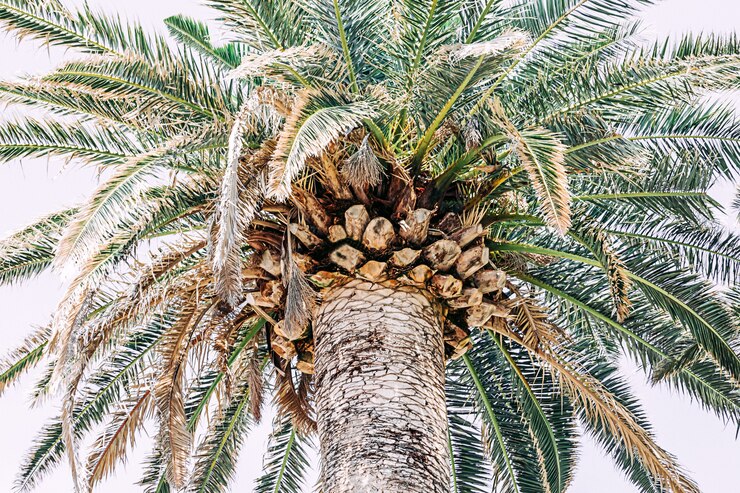 Palmera