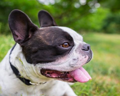 Perro bulldog francés