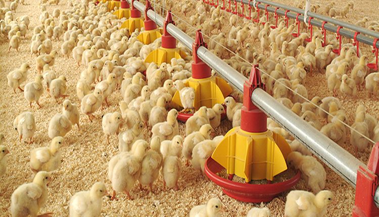 Chamizo gripe aviar MGAP galpón de pollos