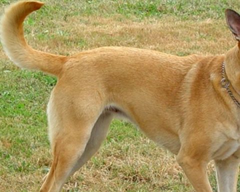 Perro can
