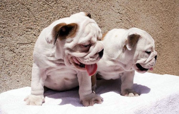 bulldog