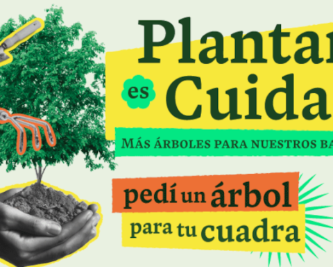 Campaña Plantar es cuidar busca plantación masiva de árboles.