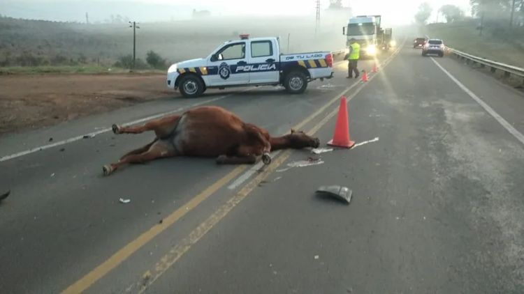 caballo
