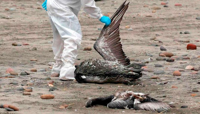 Faculty of Science studies where bird flu spread to Uruguay