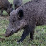 Peste porcina africana