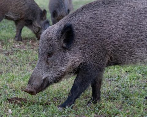 Peste porcina africana