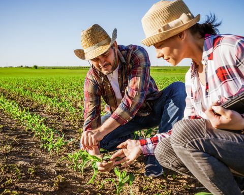 La producción familiar se caracteriza típicamente por una diversificación productiva