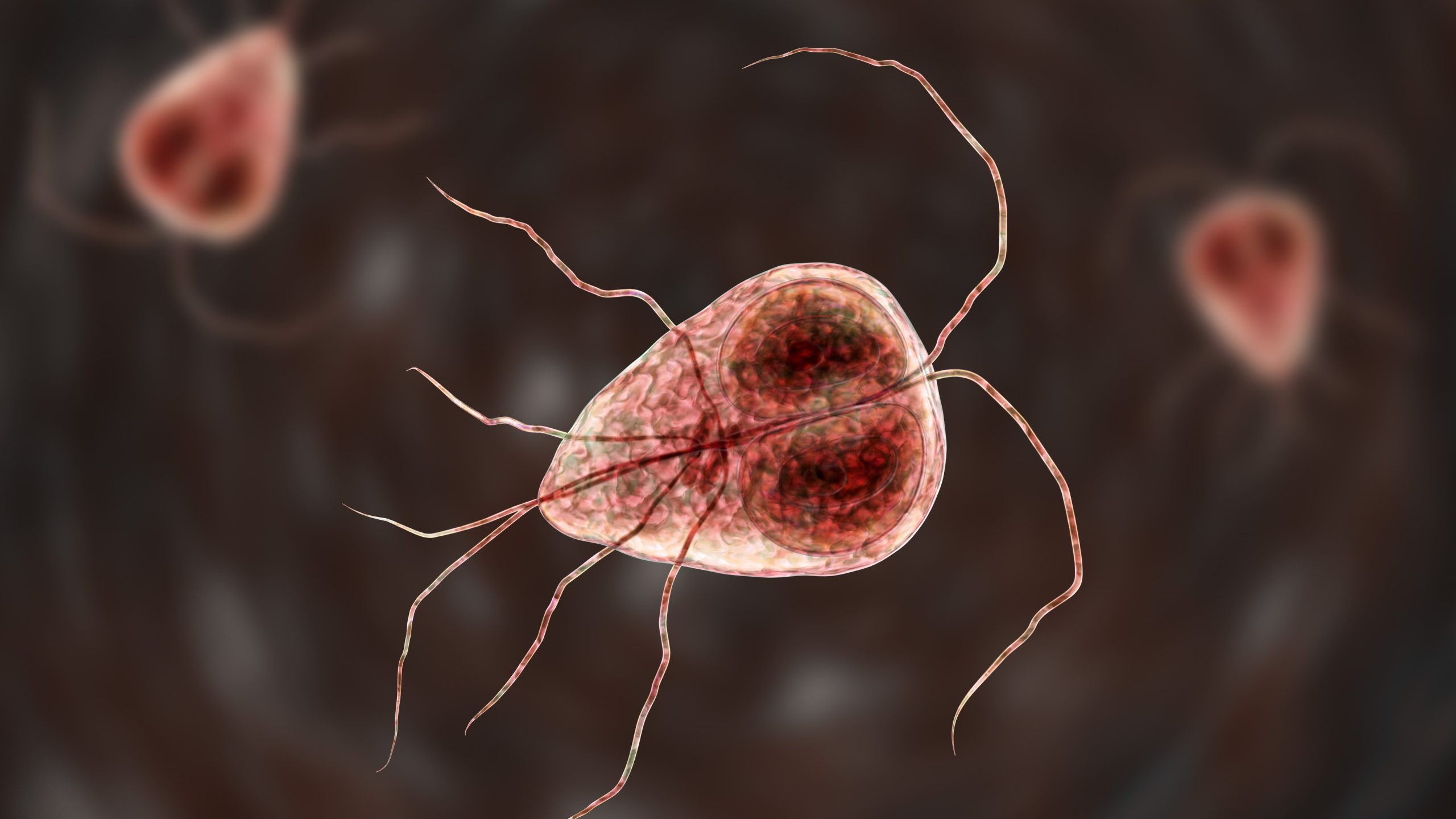 La Giardia posee una capa externa protectora llamada quiste