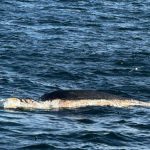 Foto: Cámara de industria pesquera