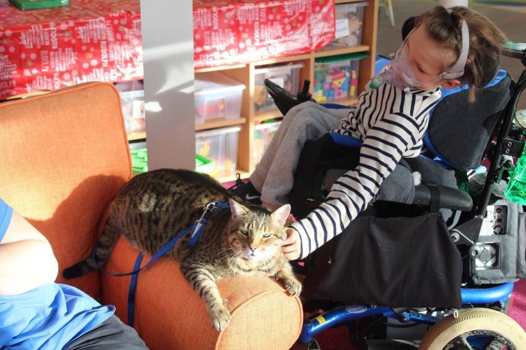 Incorporar un animal en procesos terapéuticos debe basarse en una evaluación de las necesidades y capacidades de la personas