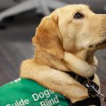 Son seleccionados por su temperamento dócil y previsible