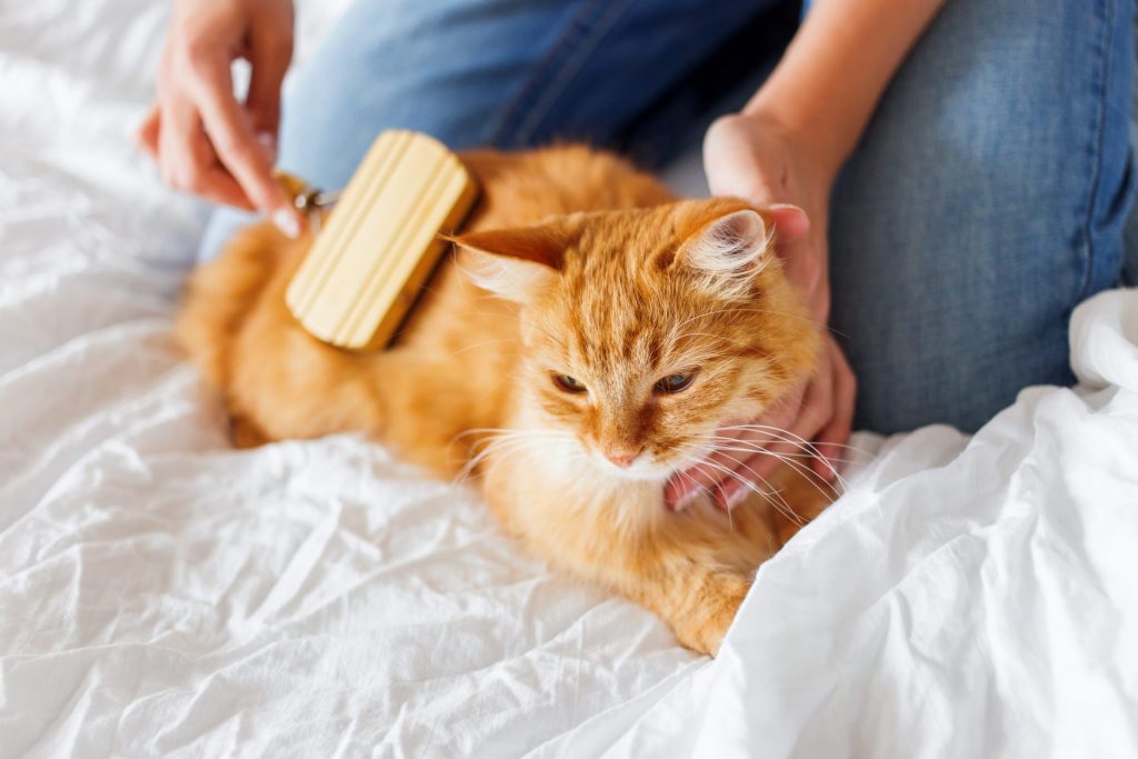 La domesticación de los gatos se remonta a miles de años
