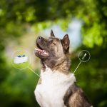 En el caso de las mascotas, el microchip funciona como una cédula de identidad subcutánea