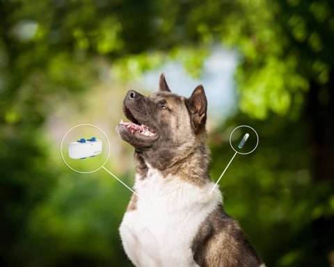 En el caso de las mascotas, el microchip funciona como una cédula de identidad subcutánea