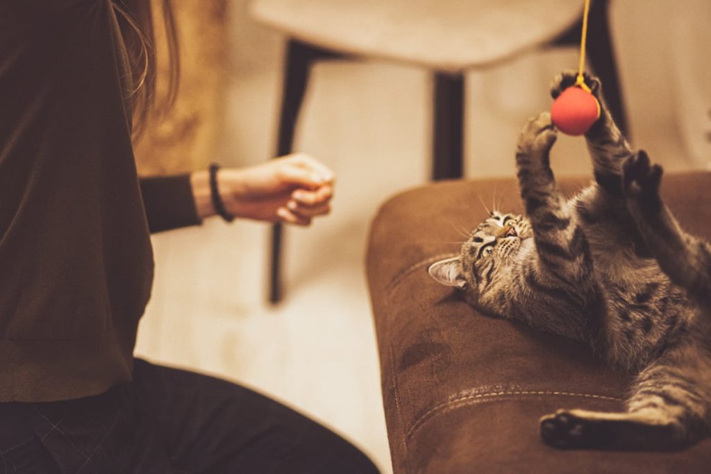 Los gatos también responden al refuerzo positivo, aunque suelen ser más independientes.