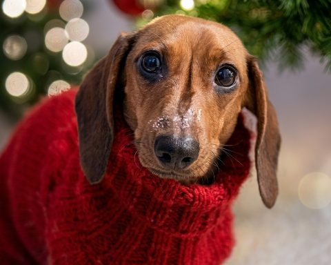 El invierno no solo afecta a las personas sino que perros y gatos también pueden padecer las consecuencias del frío