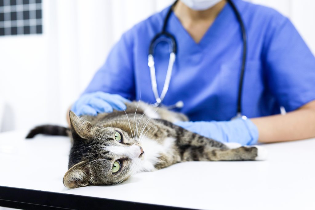 Los veterinarios evalúan factores como la edad, la raza, el entorno geográfico, el estilo de vida y los antecedentes genéticos