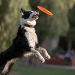 El entrenamiento positivo no solo mejora la conducta de perros, sino que refuerza lazos con los dueños
