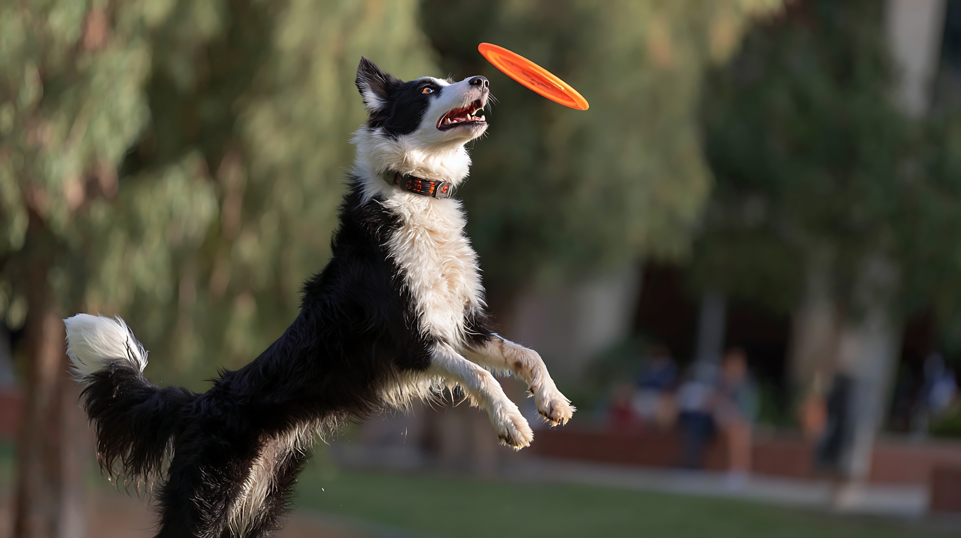 El entrenamiento positivo no solo mejora la conducta de perros, sino que refuerza lazos con los dueños