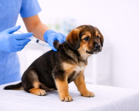 Vacunar a una mascota es una de las medidas preventivas más efectivas dentro de la tenencia responsable