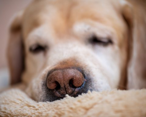 Las ondas cerebrales de los perros muestran patrones casi idénticos a los nuestros