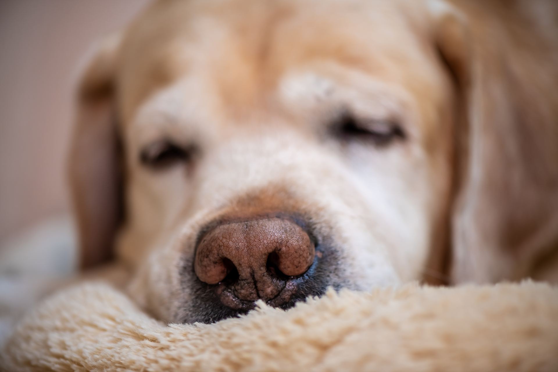 Las ondas cerebrales de los perros muestran patrones casi idénticos a los nuestros