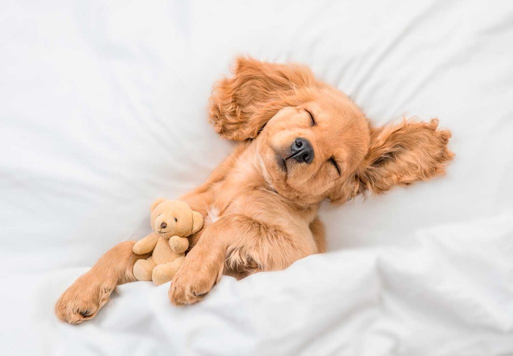 Los perros pasan por distintas etapas del sueño