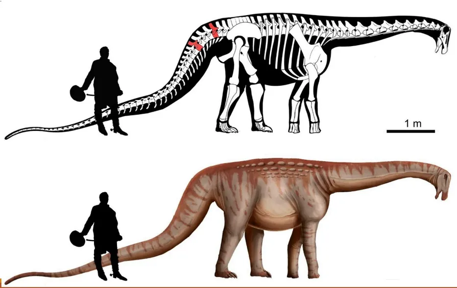 Mesetasaurus protector. Foto: Facultad de Ciencias.